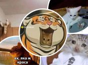 Меми про котів