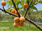 Обрезать абрикос весной очень важно