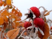 Підготовка саду до зими – важливий етап