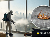 В Украине есть большие тараканы с ладонь