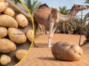 Картофель, выращенный в Египте, мог бы выглядеть так