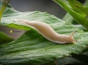 Слизни сбегут с участка