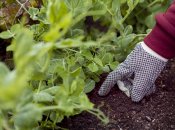 Сорняки ненавидят все садовники и огородники