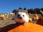 Неугомонный исследователь: ёжик Бидди (ФОТО, видео)