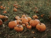 Тыкву можно высадить в начале лета