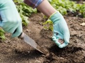 Рослини для кращої врожайності