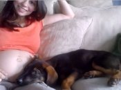 Трогательная реакция собаки на беременность хозяйки (видео)