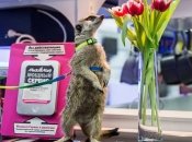 Love Story: как сурикат Гриша нашел свою любов (ФОТО)