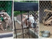 Тварини, які загинули у зоопарку