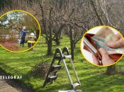 Весняні роботи у садах йдуть повним ходом