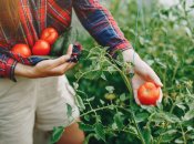 Защитить помидоры от вредителей можно и без химии