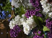 Прогноз погоды в Украине на май