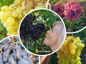 ТОП-5 сортов винограда украинской селекции