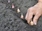 Чеснок будет защищен от вредителей