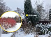 Рослина кизил серед снігу