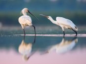 Косари – единственный вид ибисовых в Украине, гнездится на Сиваше