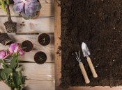 Осень - хорошее время для посадки роз