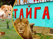 Екологи звинувачують керівництво "Тайгана" у знущанні над тваринами