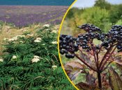 Ягоды красивые и привлекательные, но их лучше не есть