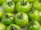 Зеленые помидоры - дозревание дома реально в короткие сроки