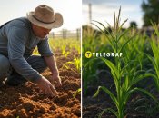 Есть одно важное правило при посадку кукурузы