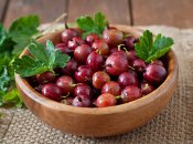 Это не просто название ягодного куста