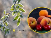 Які фрукти та ягоди постраждали від заморозків