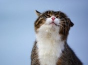 Кому из знаков Зодиака повезет в период с 22 по 28 августа 2022 года