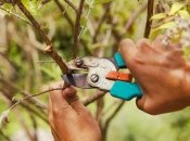 Не забудьте обрезать эти пять растений