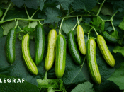 Когда нужно высаживать огурцы и как это сделать