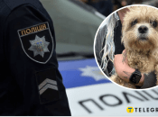 На Черкащині жінка утримувала собак в жахливих умовах