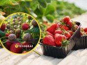 Простий лайфхак, як врятувати полуницю від слимаків