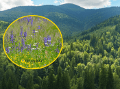 Рідкісні квіти