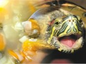 Чоловік вкрав у сусідки черепаху, щоб скуштувати черепаховий суп