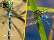 Стрекоза дозорщик