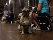 Собака в Киевском метро – привычный персонаж