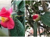 Цвітіння тільки починається