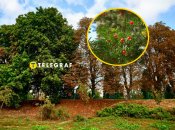 Тис ягодный