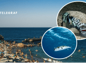 В Черном море появился серебристый тетраодон