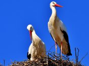 Иллюстративное фото