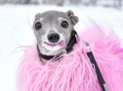 Несколько советов для выбора собаки