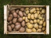 Як саджати картоплю