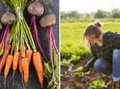 Морковь нужно сажать рядом с некоторыми овощами, которые станут ей хорошими соседями