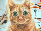 Многие украинцы сегодня, как этот рыжий кот, — удивлены переводом часов