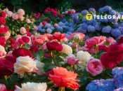 Розы и гортензии нуждаются в правильном уходе