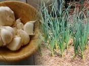 Что делать, если чеснок желтеет