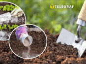 Чим удобрювати город восени