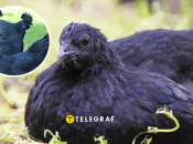 Родиной кур Аям Чемани является Индонезия