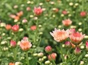 Ці яскраві осінні квіти будуть тішити око аж до першого снігу