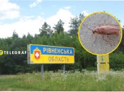 Цікаве село розташоване на Рівненщині